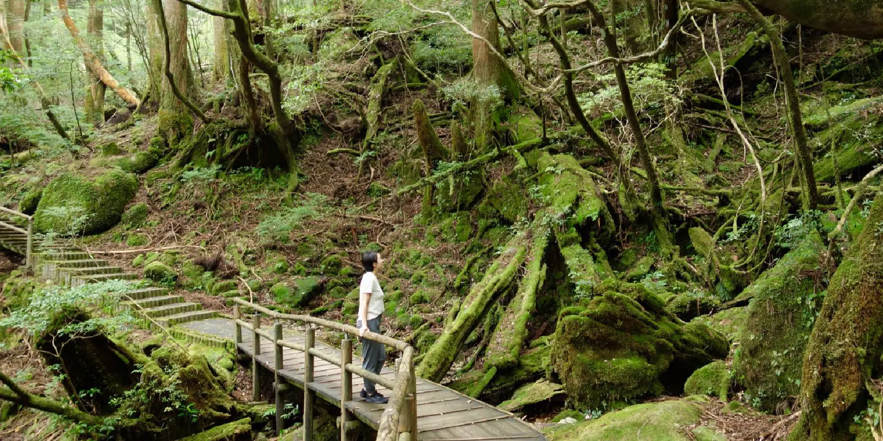 魔法森林屋久島．玩樂佐賀賞櫻5日