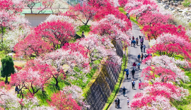 花桃之里．阿智村
