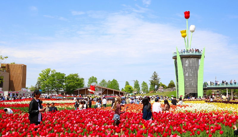 礪波鬱金香公園