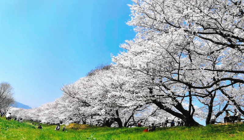 🌸淀川河川公園背割堤櫻堤