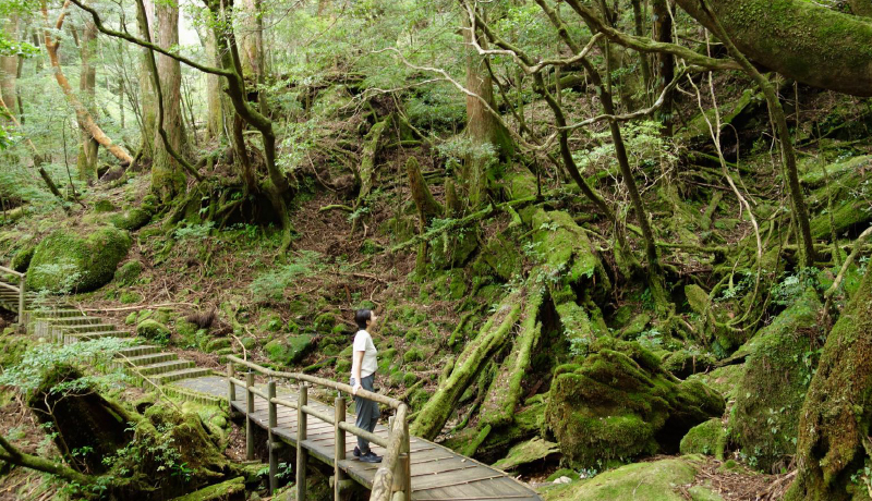 屋久杉森林樂園