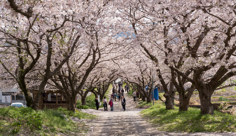 🌸圓應寺參道櫻並木