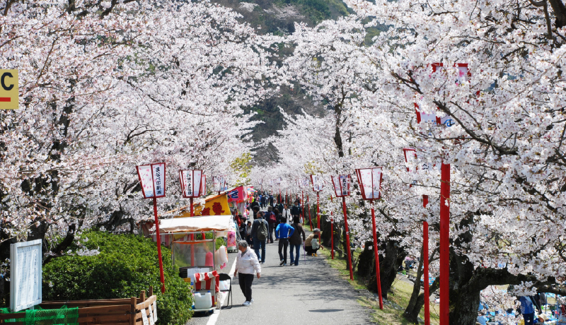 🌸武丈公園
