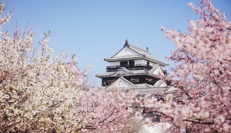 🌸松山城