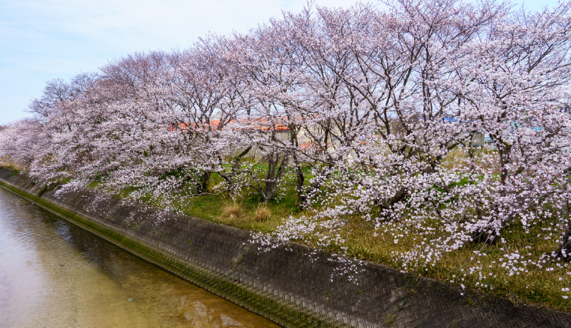 🌸頓田川河川敷之櫻
