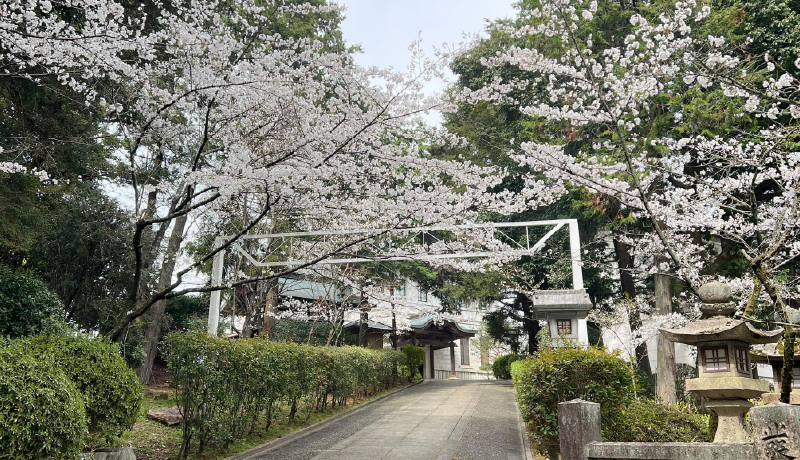 🌸金刀比羅宮