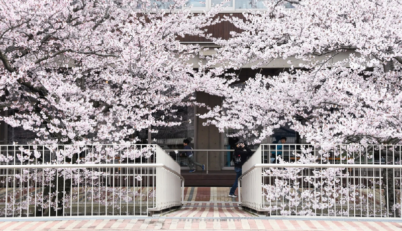 🌸能代市役所