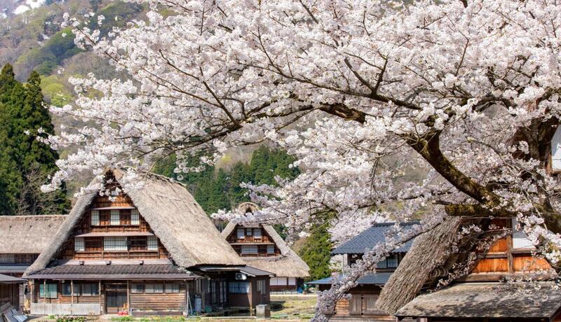白川鄉~合掌村🌸