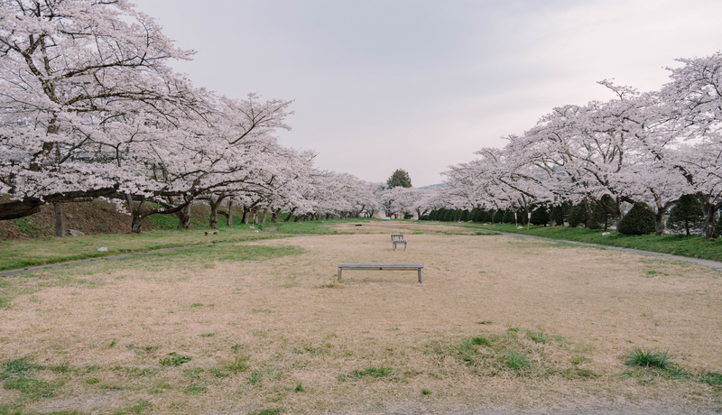 宮川綠地公園🌸