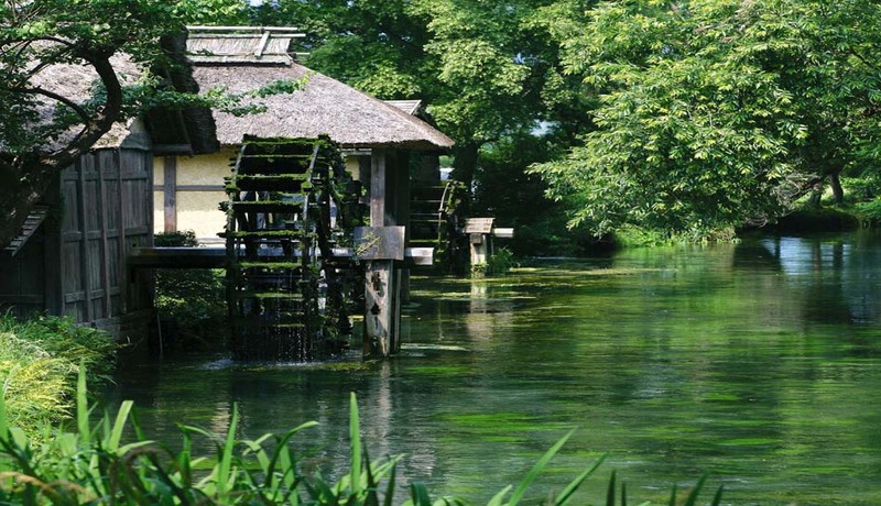 大王山葵園