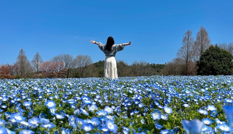 Flower village 花夢之里
