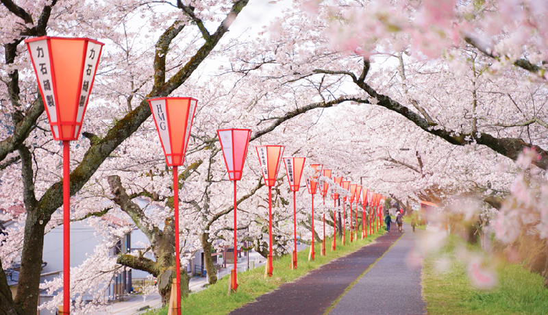 斐伊川堤防櫻並木