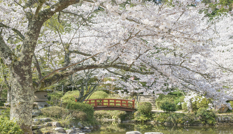打吹公園🌸