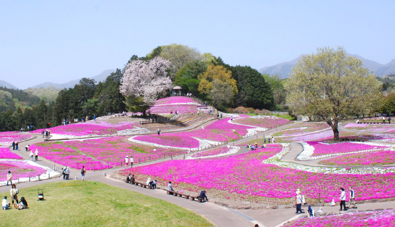 箕鄉芝櫻公園