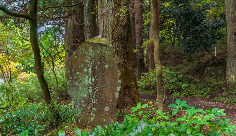 舊東海道箱根杉木