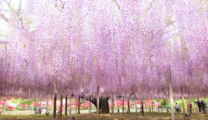 足利花卉公園紫藤