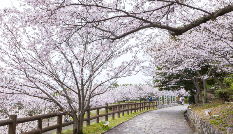 🌸須磨浦公園