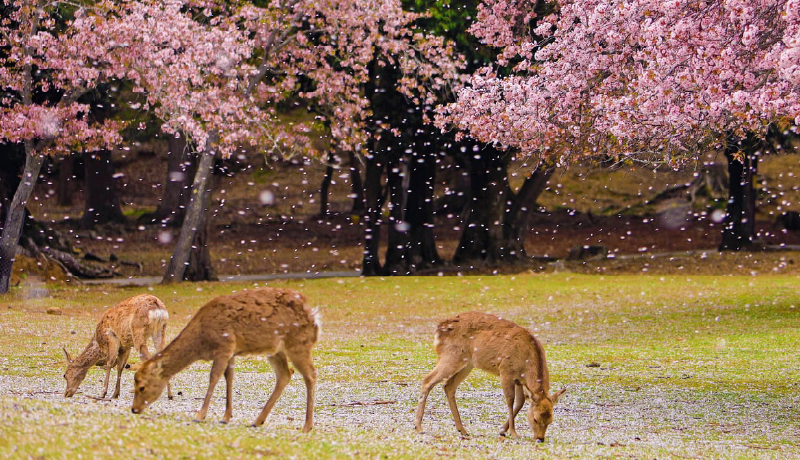 🌸奈良公園