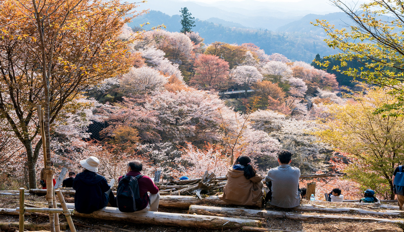 🌸吉野山