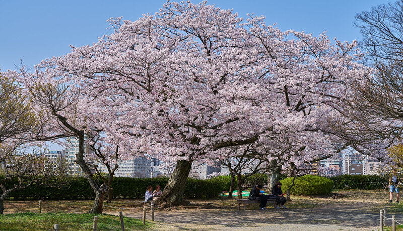 大濠公園．舞鶴公園