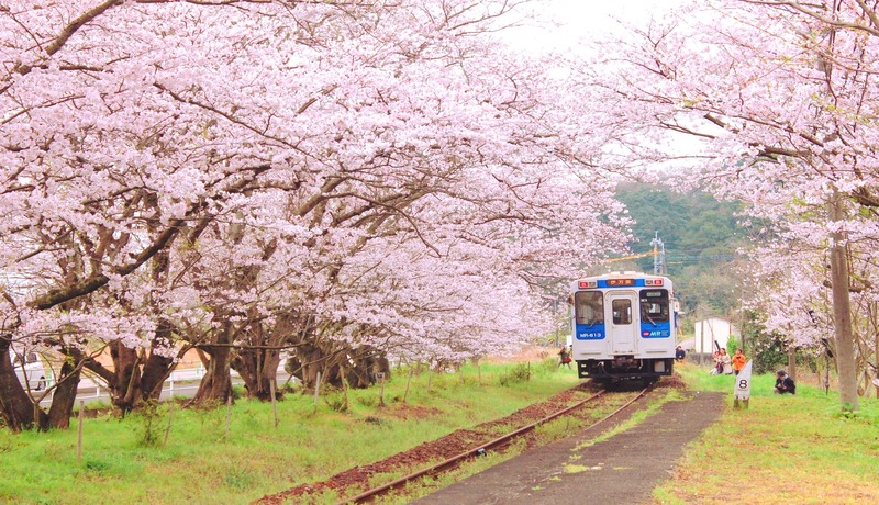 浦ノ崎駅櫻花隧道