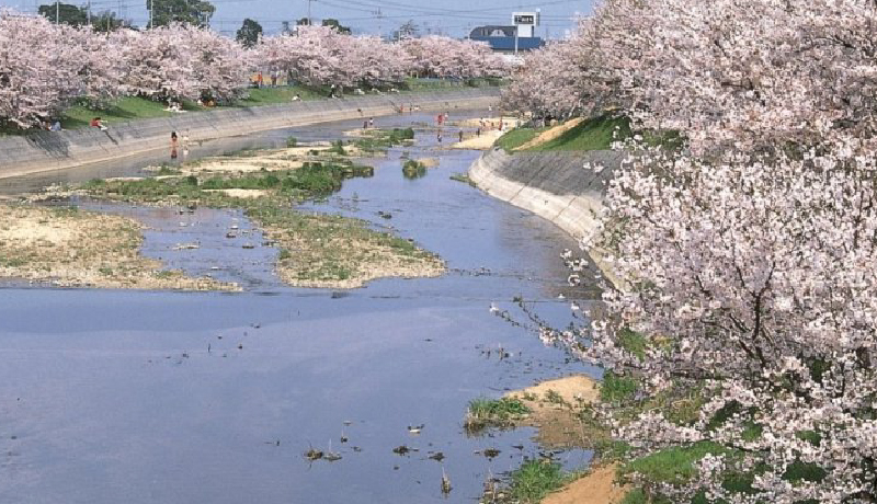 🌸頓田川河川敷之櫻