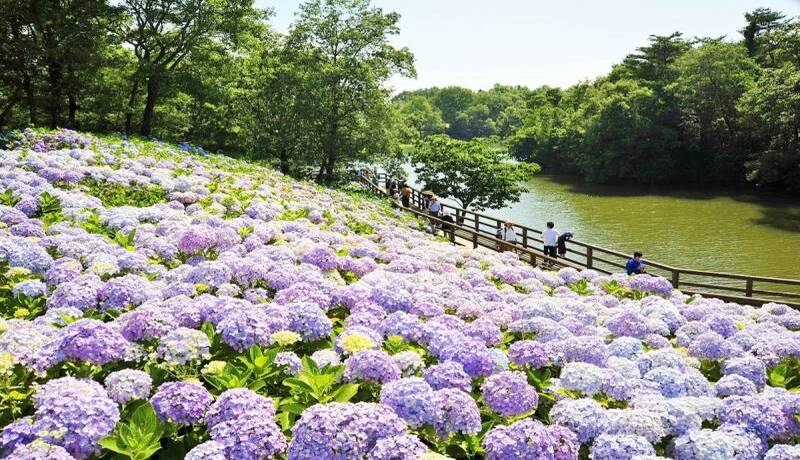 國營讚岐滿濃公園(繡球花)