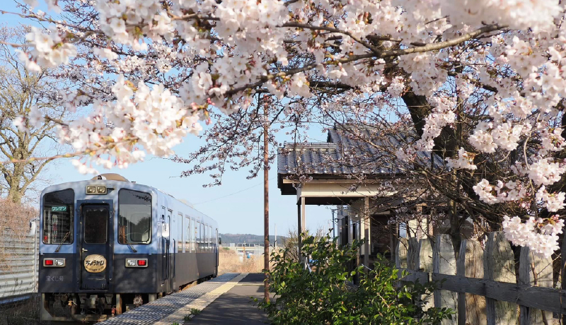 🌸春爛漫．花見酒列車