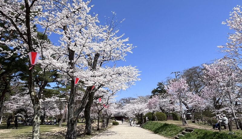 🌸千秋公園