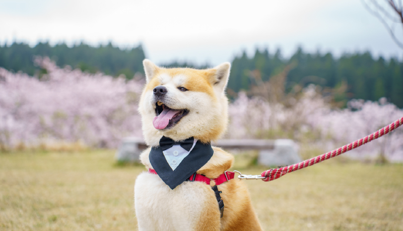 🌸琴丘中央公園