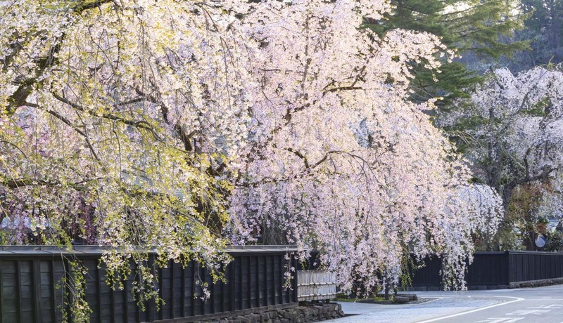 角館武家屋敷🌸