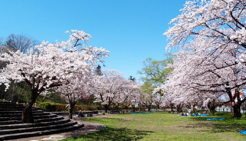 🌸鳥谷崎公園